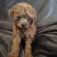 Cinnamon, a female Poodle - Toy  for sale in Riverside, CA – 2 of 4