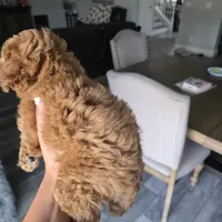 Beau, a male Poodle - Toy  for sale in Riverside, CA – 4 of 4