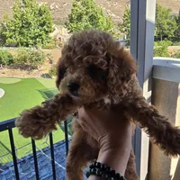 Molly, a female Cavapoo and Poodle - Toy  for sale in Riverside, CA – 2 of 5