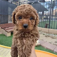 Sally, a female Poodle - Toy  for sale in Riverside, CA – Photo 3 of 5