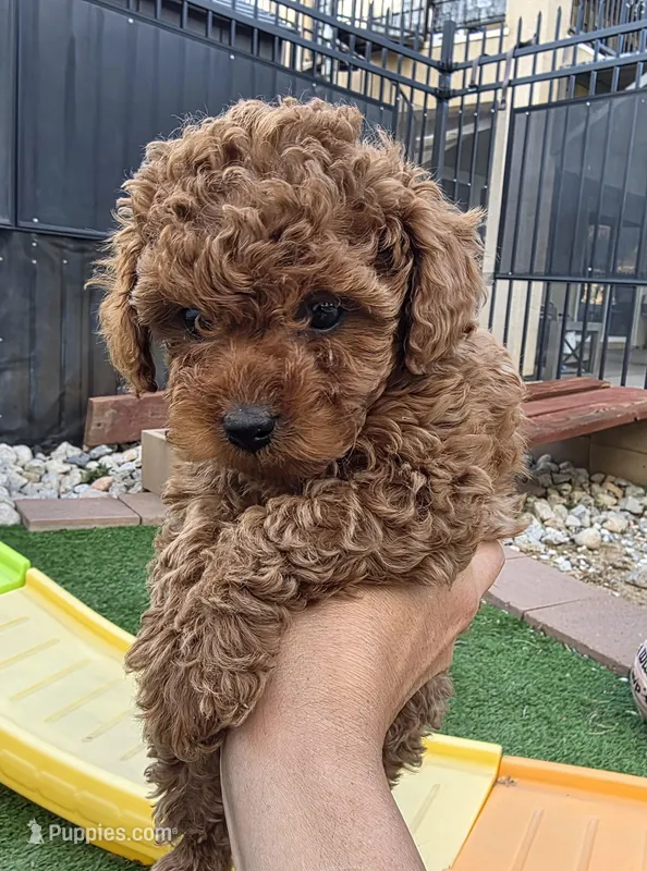 Sally – Poodle - Toy  puppy for sale in Riverside, CA