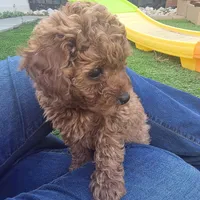 Sally, a female Poodle - Toy  for sale in Riverside, CA – Photo 4 of 5