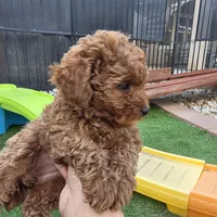 Sally, a female Poodle - Toy  for sale in Riverside, CA – Photo 2 of 5