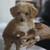 Milo, a male Cockapoo and Poodle - Toy  for sale in Riverside, CA – 4 of 4