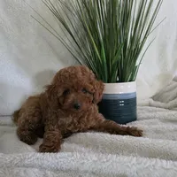 Harley, a male Poodle - Toy  for sale in Riverside, CA – 8 of 10