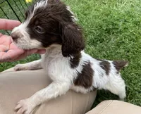 Wayne, a male Brittany for sale in Avon, IL – 3 of 4