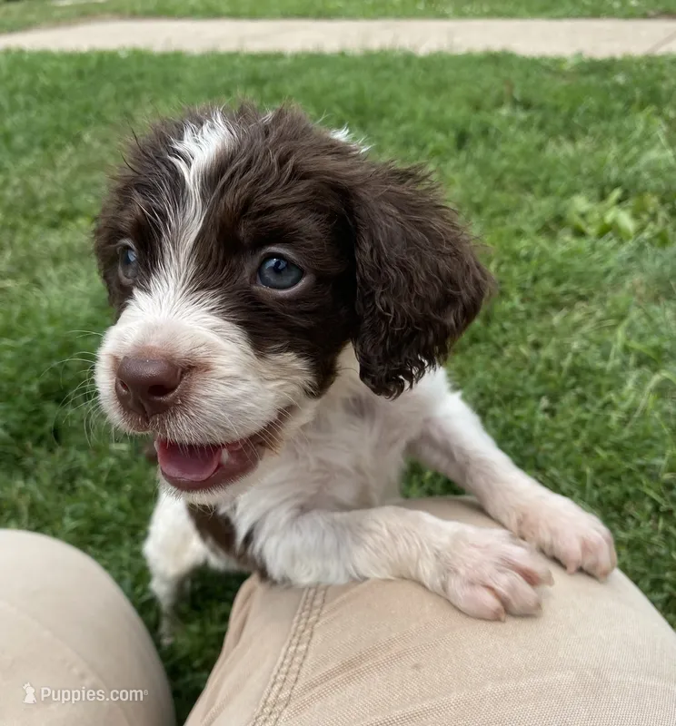 Wayne – Brittany puppy for sale in Avon, IL
