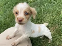 Gabe, a male Brittany for sale in Avon, IL – 2 of 4