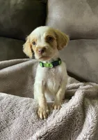 Mikey, a male Brittany for sale in Avon, IL – 1 of 2