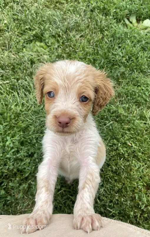 Violet – Brittany puppy for sale in Avon, IL