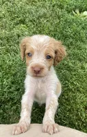 Violet, a female Brittany for sale in Avon, IL – 1 of 6