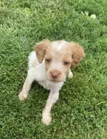 Violet, a female Brittany for sale in Avon, IL – 2 of 6