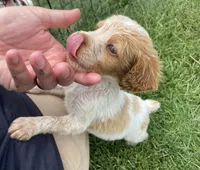 Violet, a female Brittany for sale in Avon, IL – 5 of 6