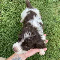 Wayne, a male Brittany for sale in Avon, IL – 4 of 4