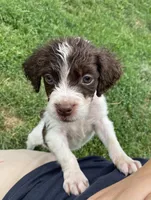 Wayne, a male Brittany for sale in Avon, IL – 2 of 4
