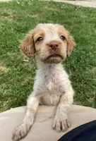Violet, a female Brittany for sale in Avon, IL – 3 of 6