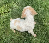 Gabe, a male Brittany for sale in Avon, IL – 4 of 4