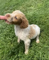 Violet, a female Brittany for sale in Avon, IL – 4 of 6