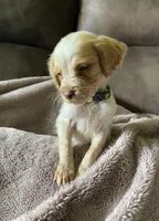 Mikey, a male Brittany for sale in Avon, IL – 2 of 2