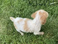 Violet, a female Brittany for sale in Avon, IL – 6 of 6