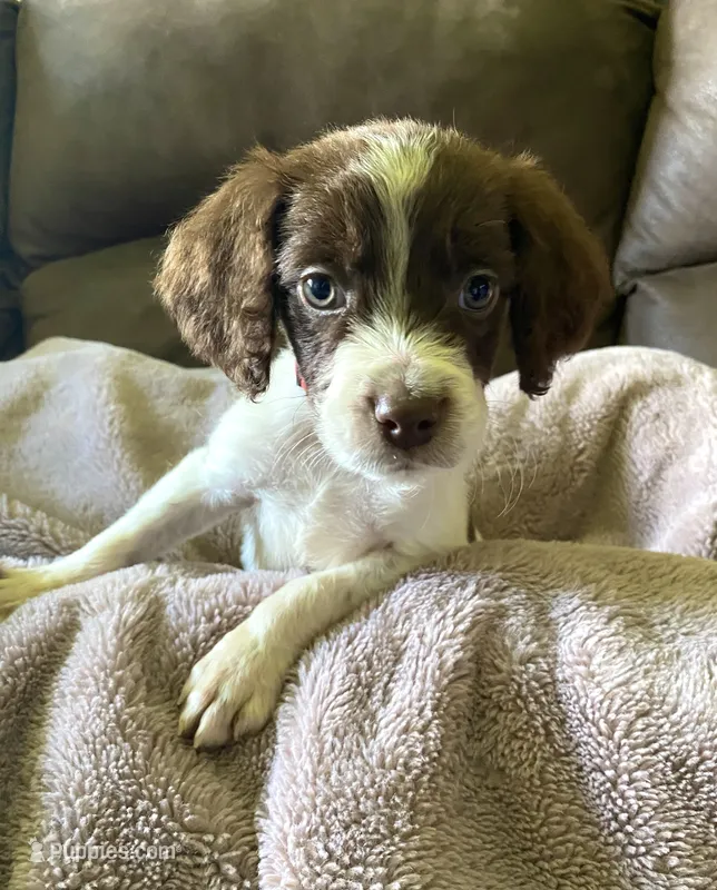 Wayne – Brittany puppy for sale in Avon, IL