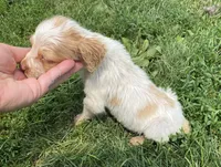 Gabe, a male Brittany for sale in Avon, IL – 3 of 4