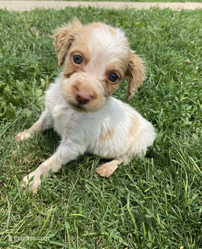 Gabe – Brittany puppy for sale in Avon, IL