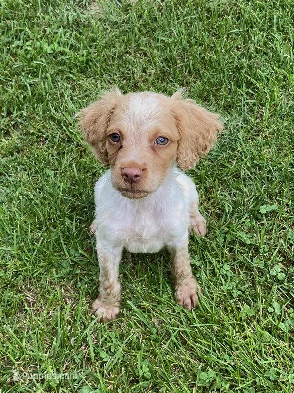 Mikey – Brittany puppy for sale in Avon, IL