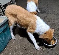 Fiona, a female Collie for sale in Williamsburg, KS – 3 of 4