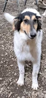 Effie, a female Collie for sale in Williamsburg, KS – 2 of 5