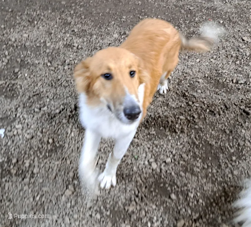 Fiona – Collie puppy for sale in Williamsburg, KS
