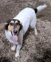 Effie, a female Collie for sale in Williamsburg, KS – 3 of 5