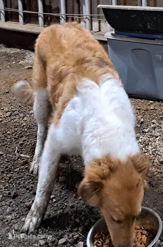 Sheena – Collie puppy for sale in Williamsburg, KS