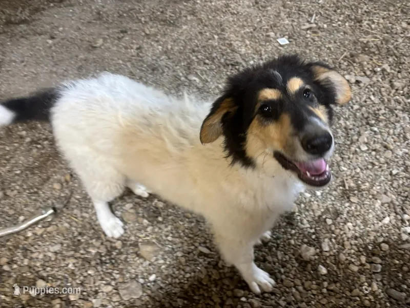 Effie – Collie puppy for sale in Williamsburg, KS