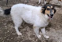 Effie, a female Collie for sale in Williamsburg, KS – 5 of 5