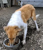 Fiona, a female Collie for sale in Williamsburg, KS – 4 of 4