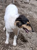Effie, a female Collie for sale in Williamsburg, KS – 4 of 5