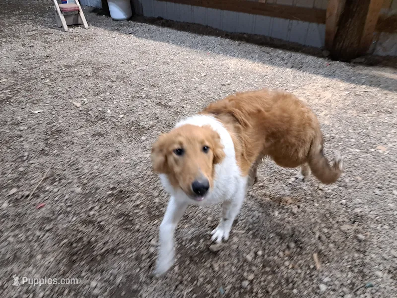 Sheena – Collie puppy for sale in Williamsburg, KS