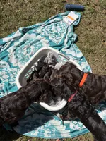 Chaco, a male Boykin Spaniel for sale in Athens, GA – 5 of 5