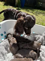 Chaco, a male Boykin Spaniel for sale in Athens, GA – 3 of 5
