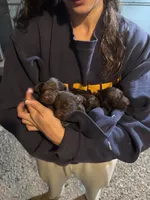 Chaco, a male Boykin Spaniel for sale in Athens, GA – 4 of 5