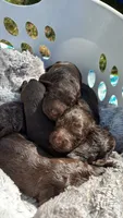 Chaco, a male Boykin Spaniel for sale in Athens, GA – 2 of 5