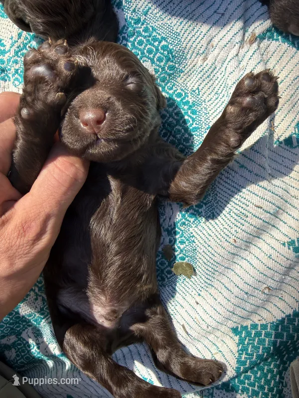 Chaco – Boykin Spaniel puppy for sale in Athens, GA