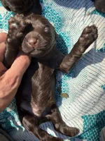 Chaco, a male Boykin Spaniel for sale in Athens, GA – 1 of 5