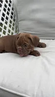 Chocolate , a male English Bulldog for sale in Palm Beach, FL – 2 of 2