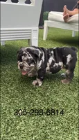 Merle male , a male English Bulldog for sale in Palm Beach, FL – 4 of 6