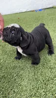 Mine Panter , a male English Bulldog for sale in Palm Beach, FL – 5 of 6