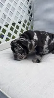Merle male , a male English Bulldog for sale in Palm Beach, FL – 5 of 6