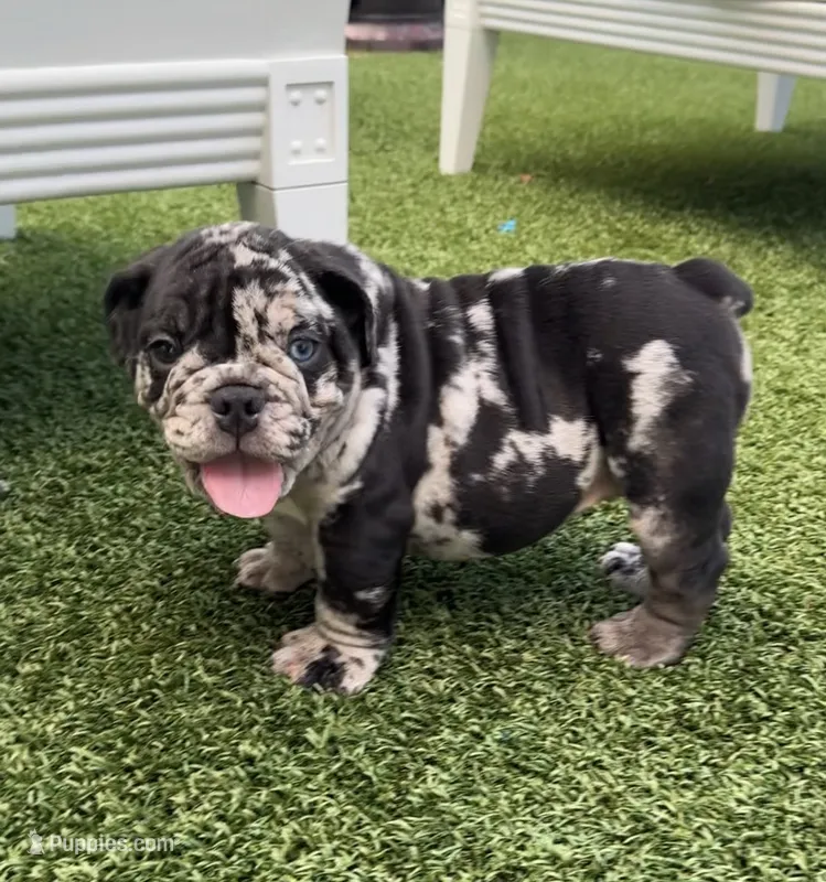 Merle male  – English Bulldog puppy for sale in Palm Beach, FL