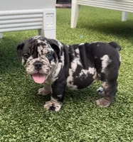 Merle male , a male English Bulldog for sale in Palm Beach, FL – 1 of 6